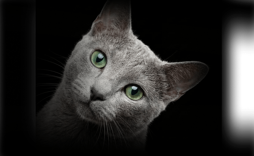 Главное изображение статьи