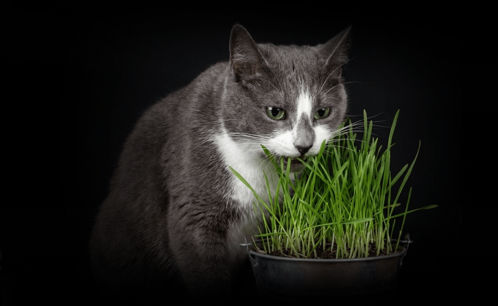 Главное изображение статьи