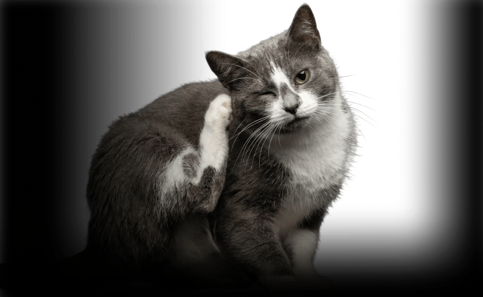 Главное изображение статьи