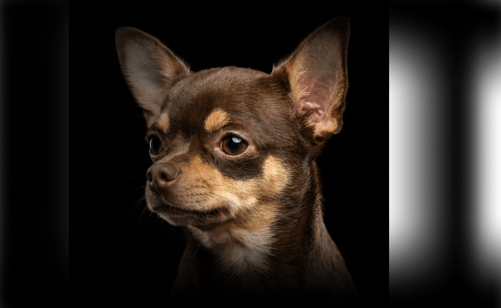 Главное изображение статьи