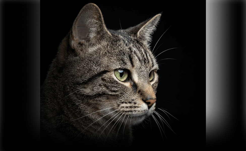 Главное изображение статьи