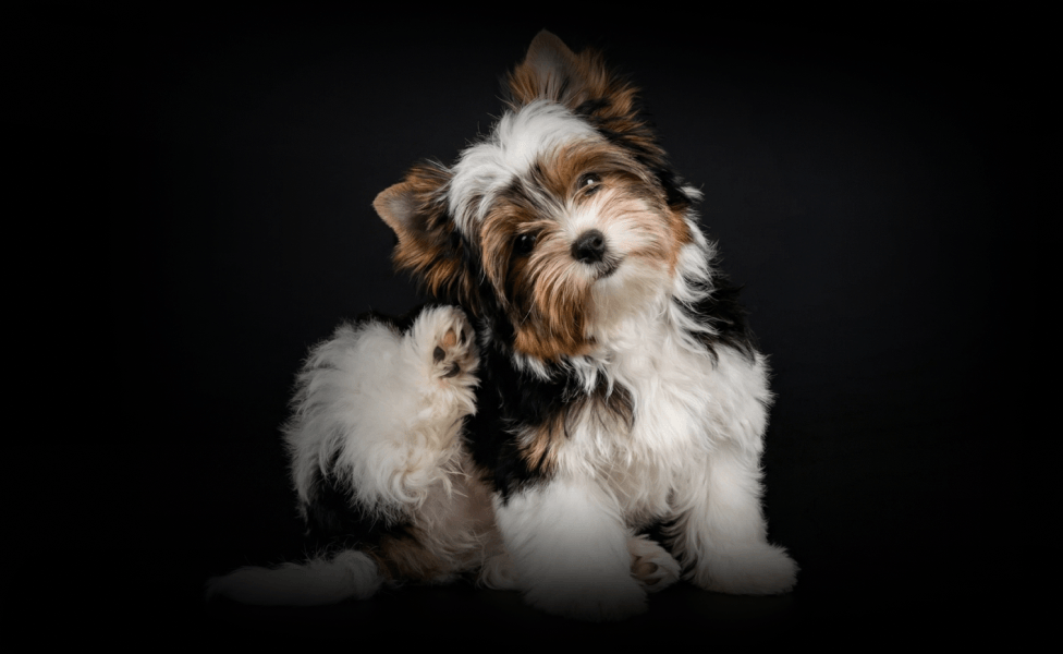 Главное изображение статьи