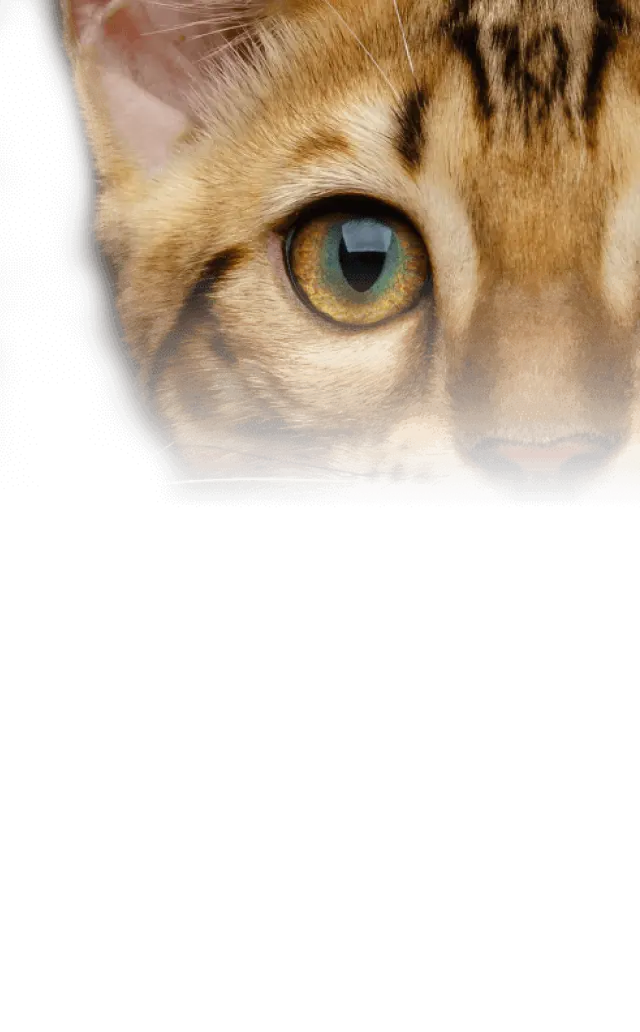 cat background