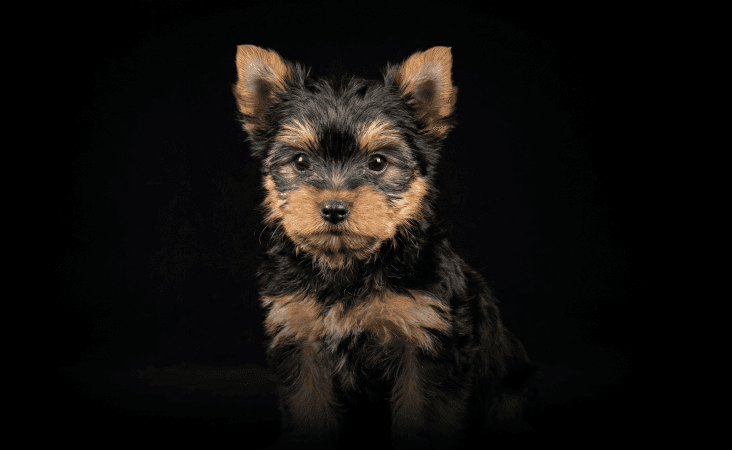 изображение статьи