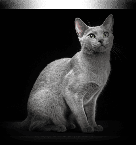 Изображение в соседней колонке