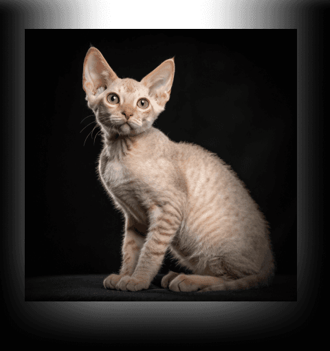 Изображение в соседней колонке