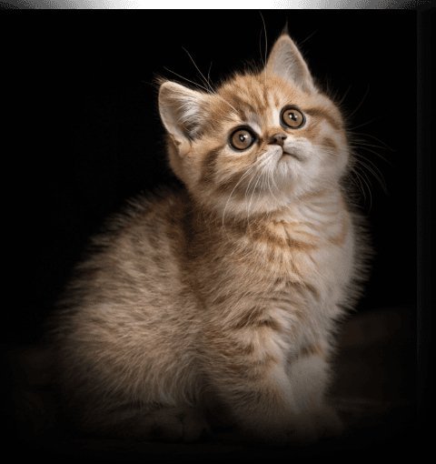 Изображение в соседней колонке