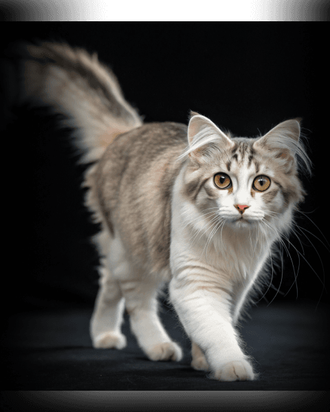 Изображение в соседней колонке