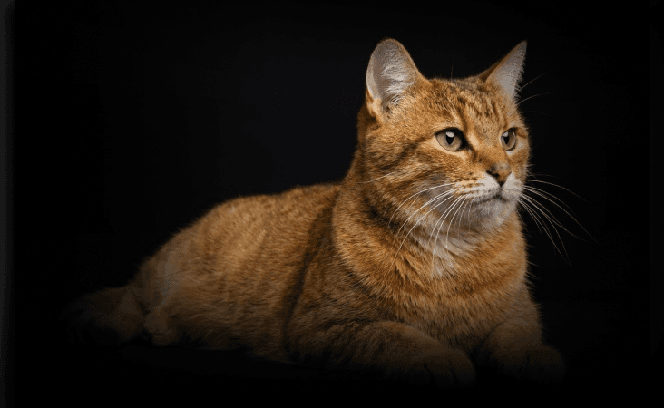 изображение статьи