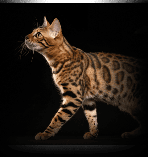 Изображение в соседней колонке