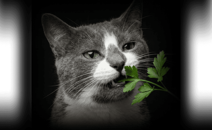 изображение статьи