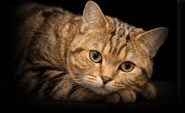 изображение статьи