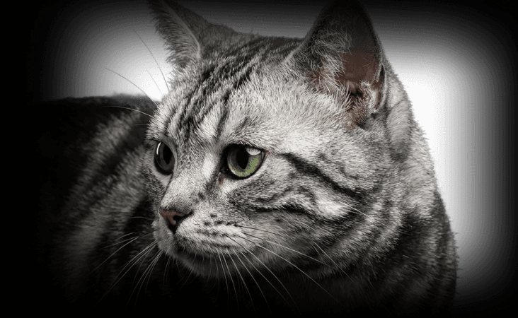 изображение статьи