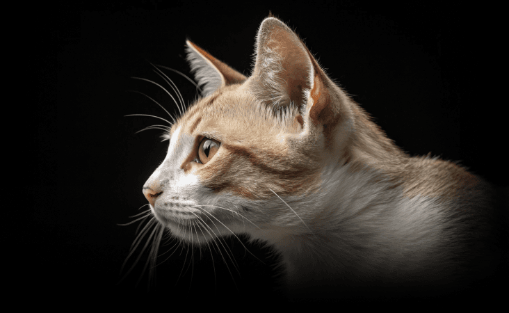 изображение статьи