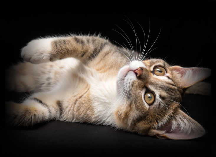 изображение статьи