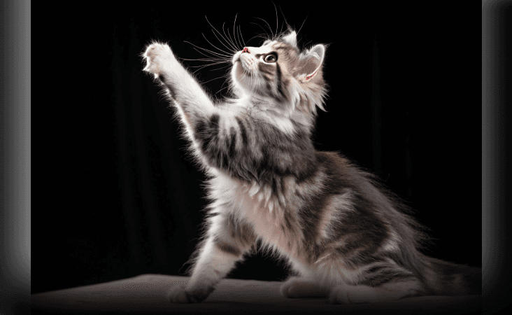 изображение статьи