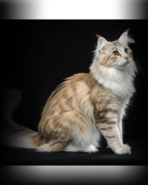 Изображение в соседней колонке