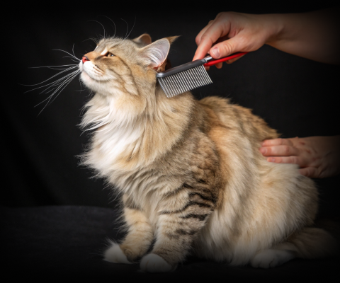 Изображение в соседней колонке