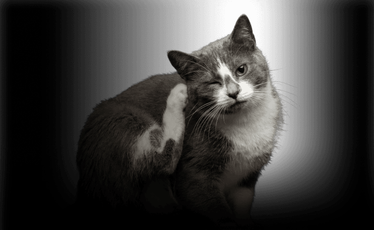 изображение статьи