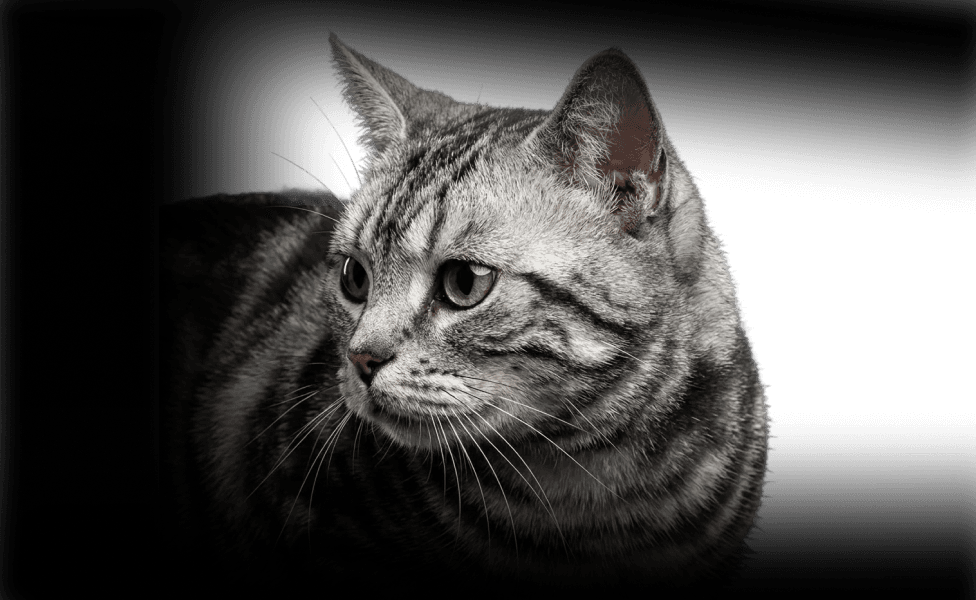 изображение статьи