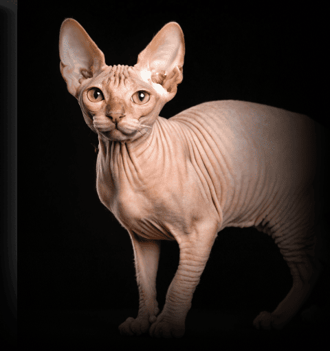 Изображение в соседней колонке