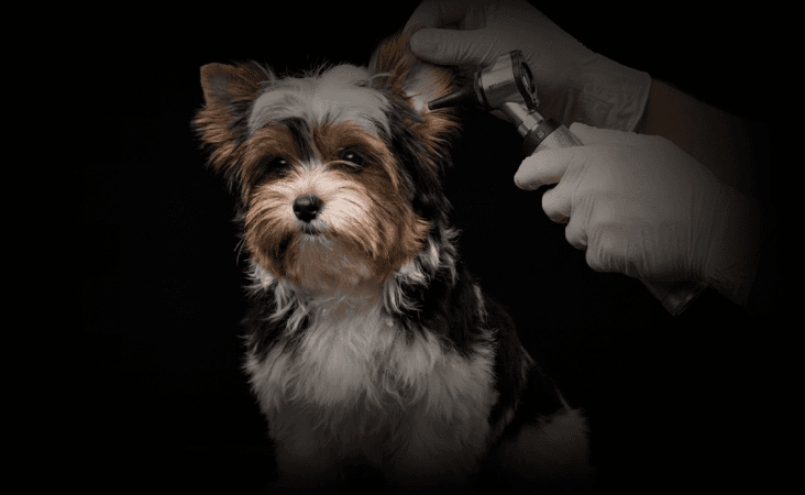 изображение статьи