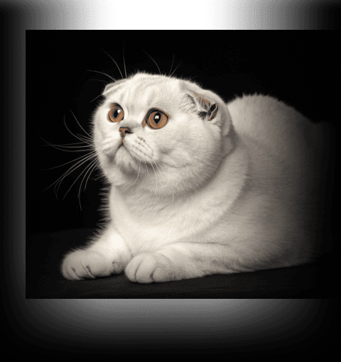 Изображение в соседней колонке