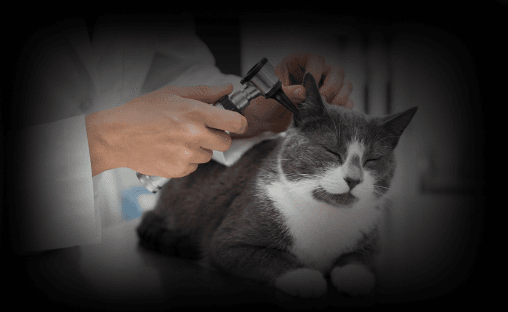 изображение статьи