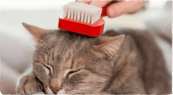 изображение статьи