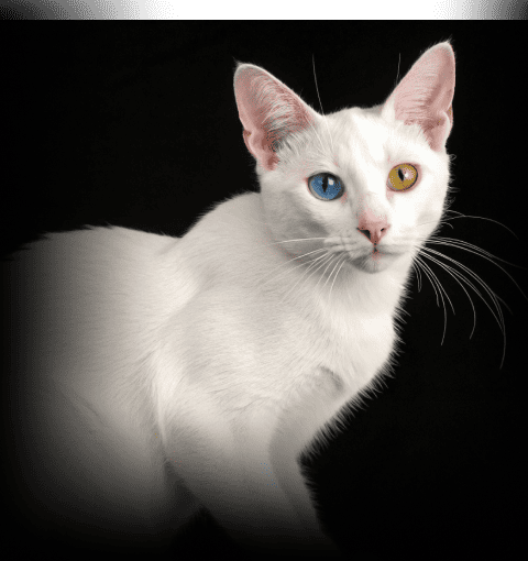 Изображение в соседней колонке