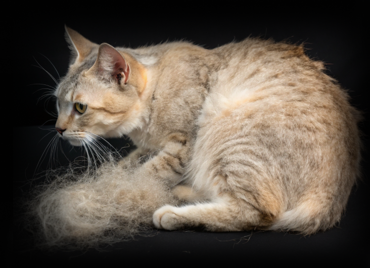 изображение статьи