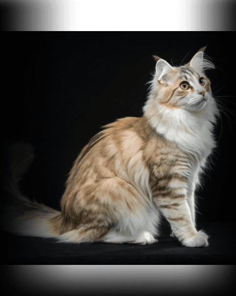 Изображение в соседней колонке