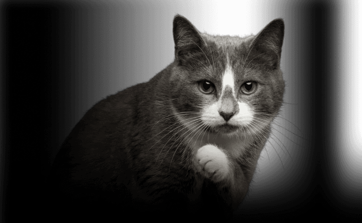 изображение статьи