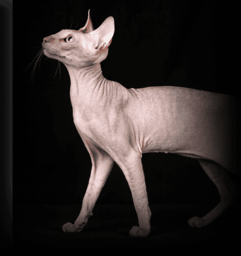 Изображение в соседней колонке