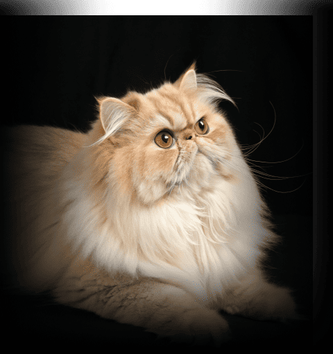 Изображение в соседней колонке