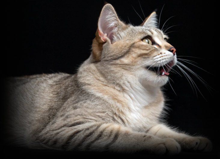 изображение статьи