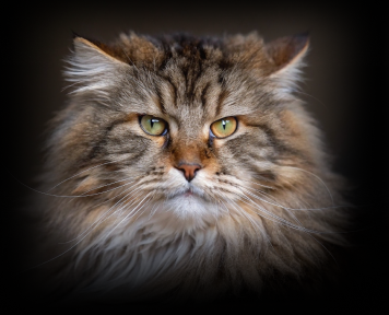 Сибирская кошка