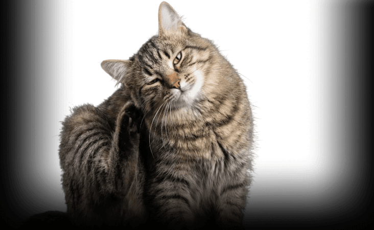 изображение статьи