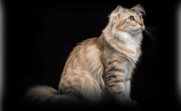 изображение статьи