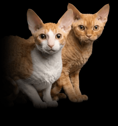 Изображение в соседней колонке