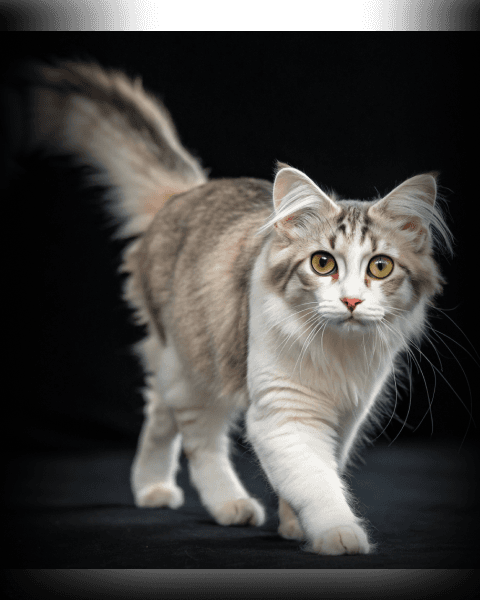 Изображение в соседней колонке