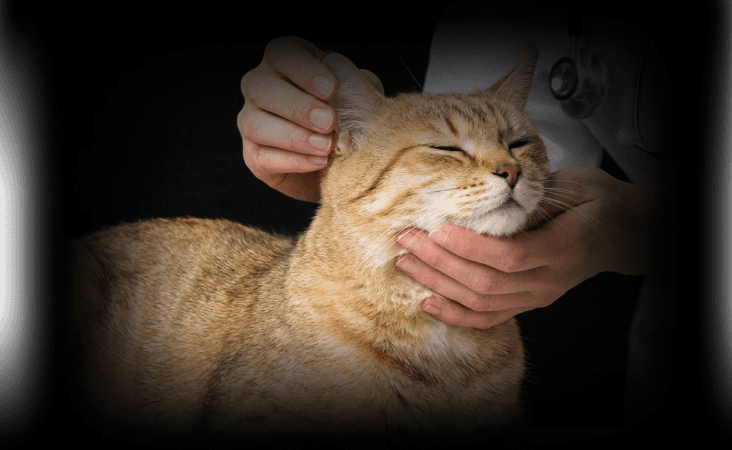 изображение статьи