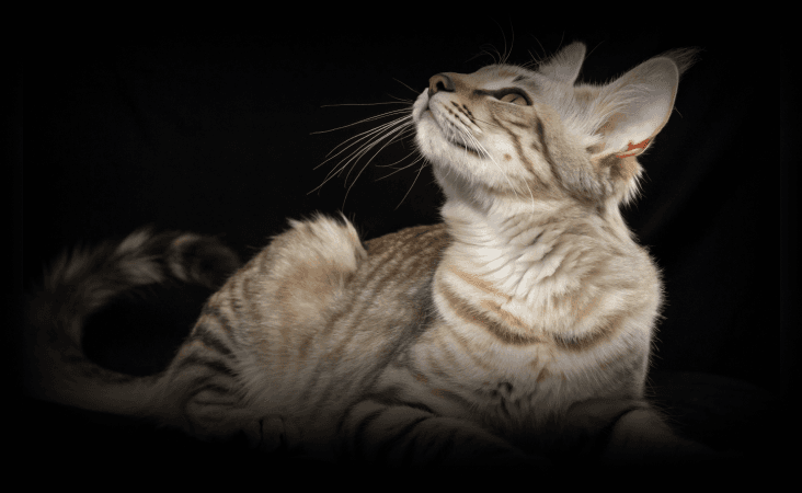 изображение статьи