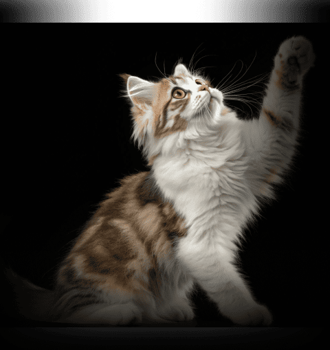 Изображение в соседней колонке