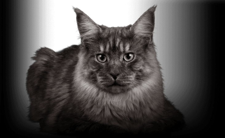 изображение статьи