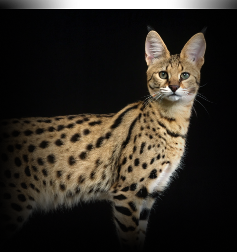 Изображение в соседней колонке