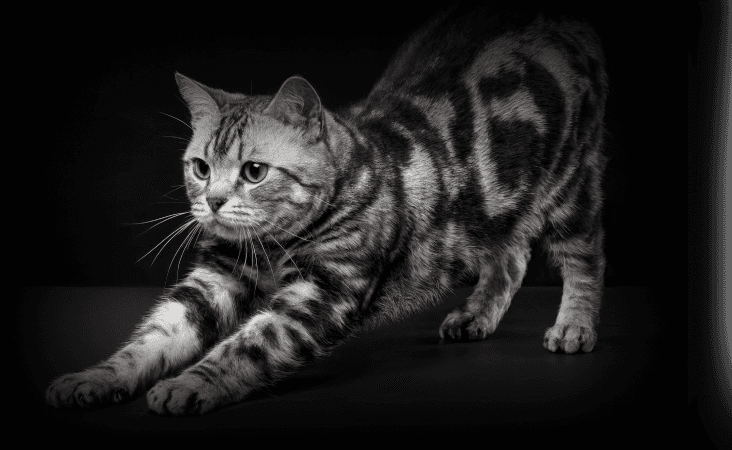 изображение статьи