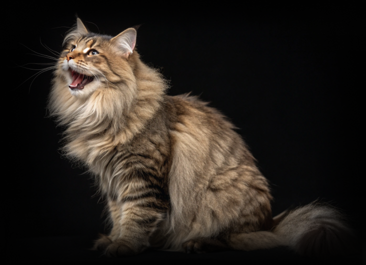 изображение статьи