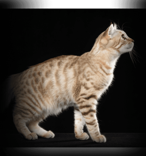 Изображение в соседней колонке