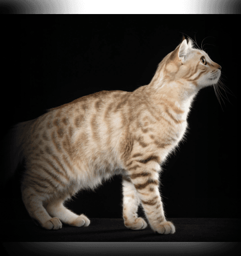 Изображение в соседней колонке